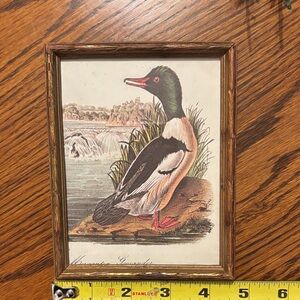 Vintage Duck Print in Wooden Frame